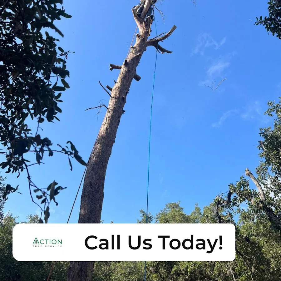 Action Tree Service, LLC gallery 2