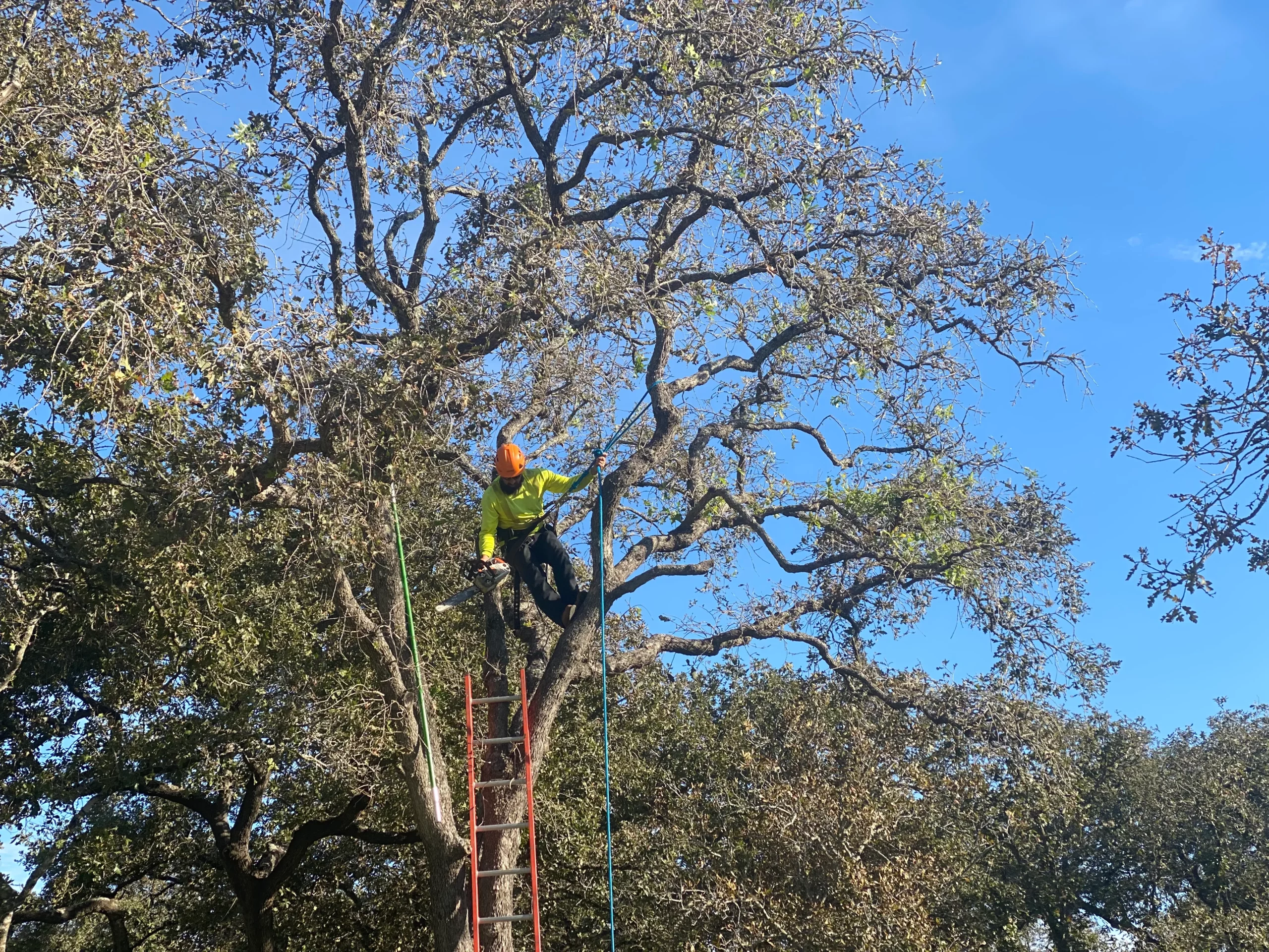 Action Tree Service, LLC gallery 4