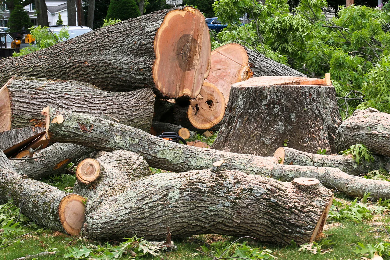 Action Tree Service, LLC gallery 5