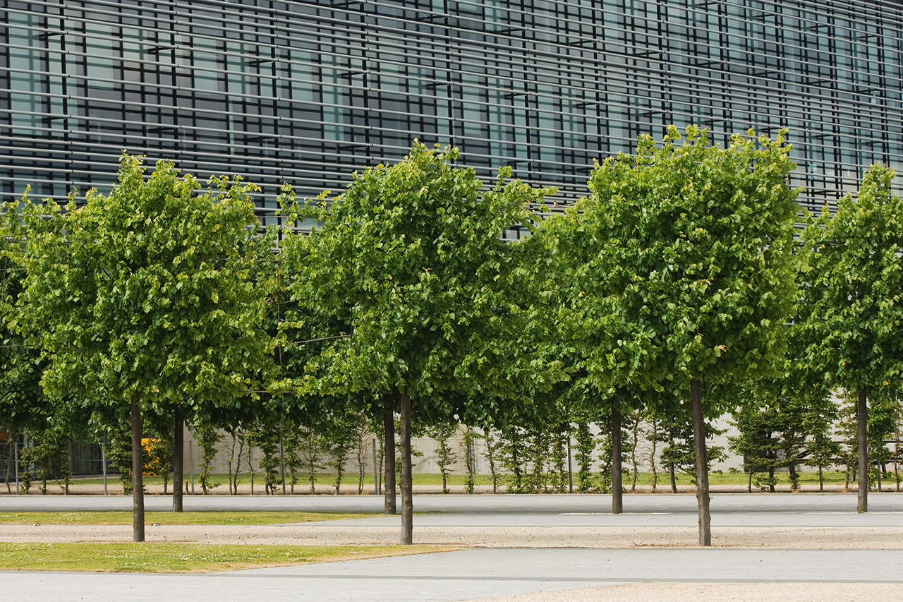 Action Tree Service, LLC gallery 6