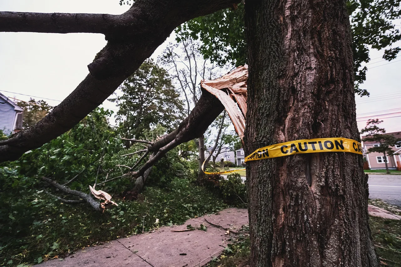 Action Tree Service, LLC gallery 8