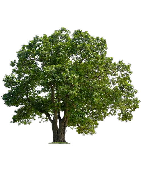 Action Tree Service, LLC gallery 10