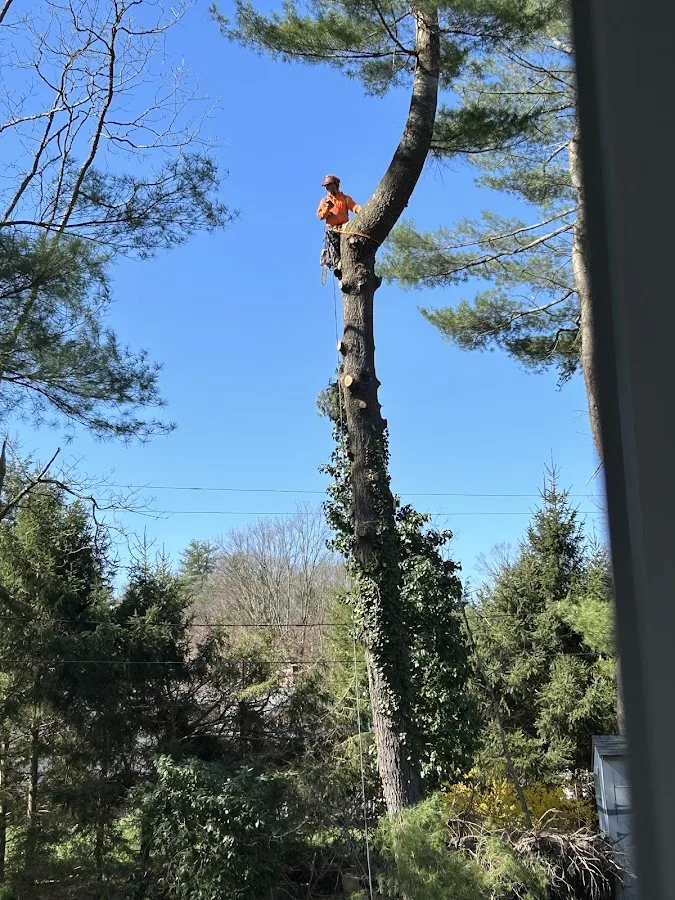 Advantage Tree Service