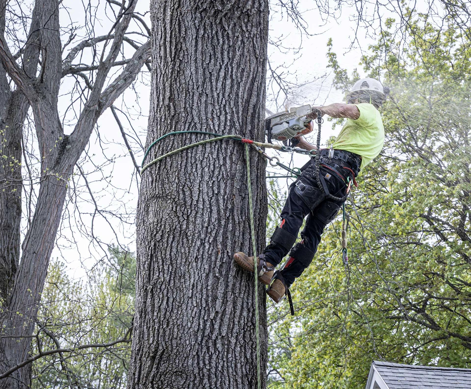Advantage Tree Service gallery 3