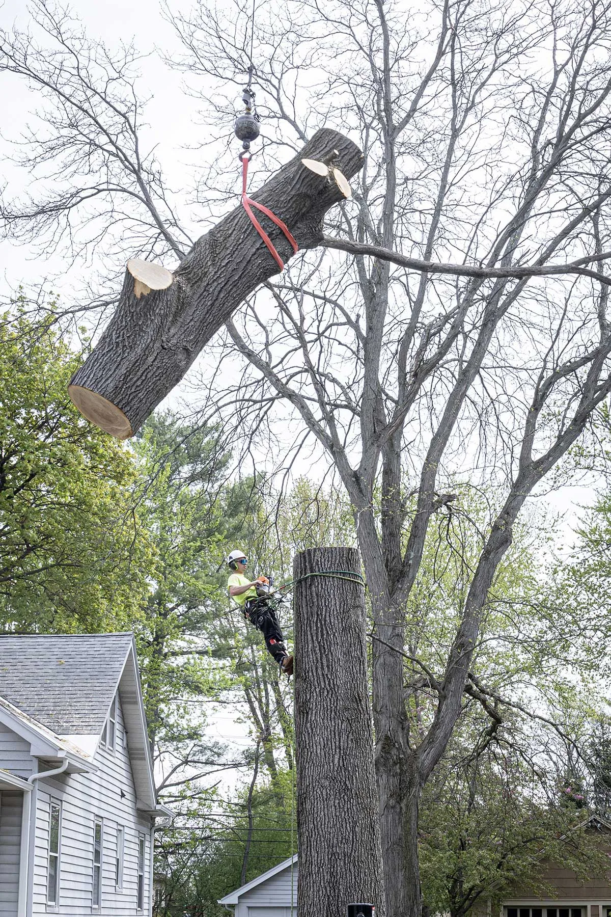 Advantage Tree Service gallery 4