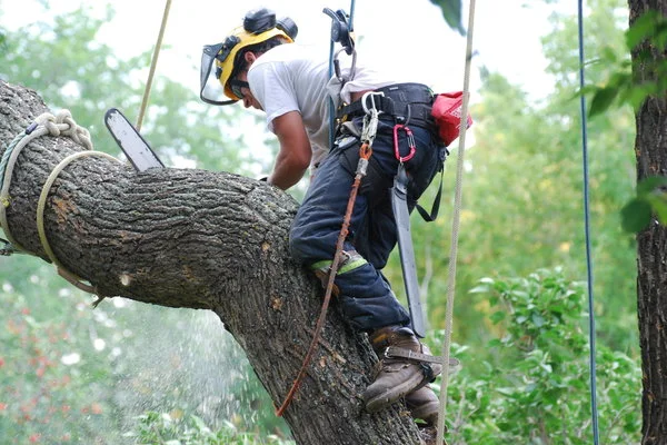 AFFORDABLE Tree Service Bronx, NYC gallery 8
