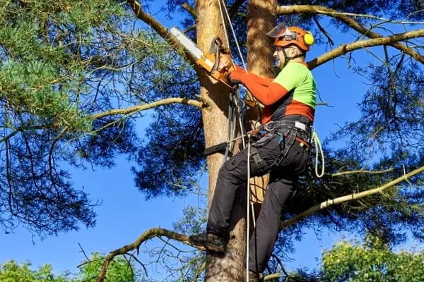 AFFORDABLE Tree Service Bronx, NYC gallery 9