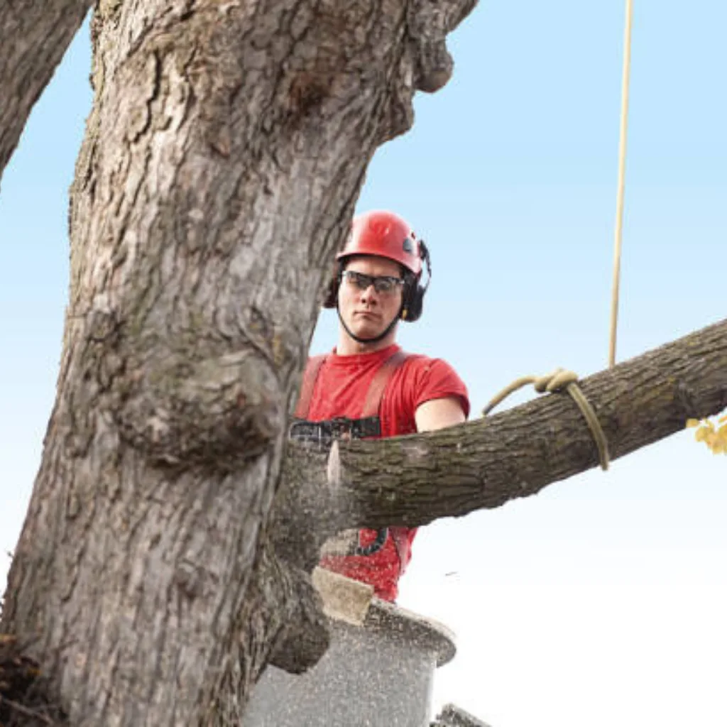 Affordable Tree Service Charlotte gallery 3