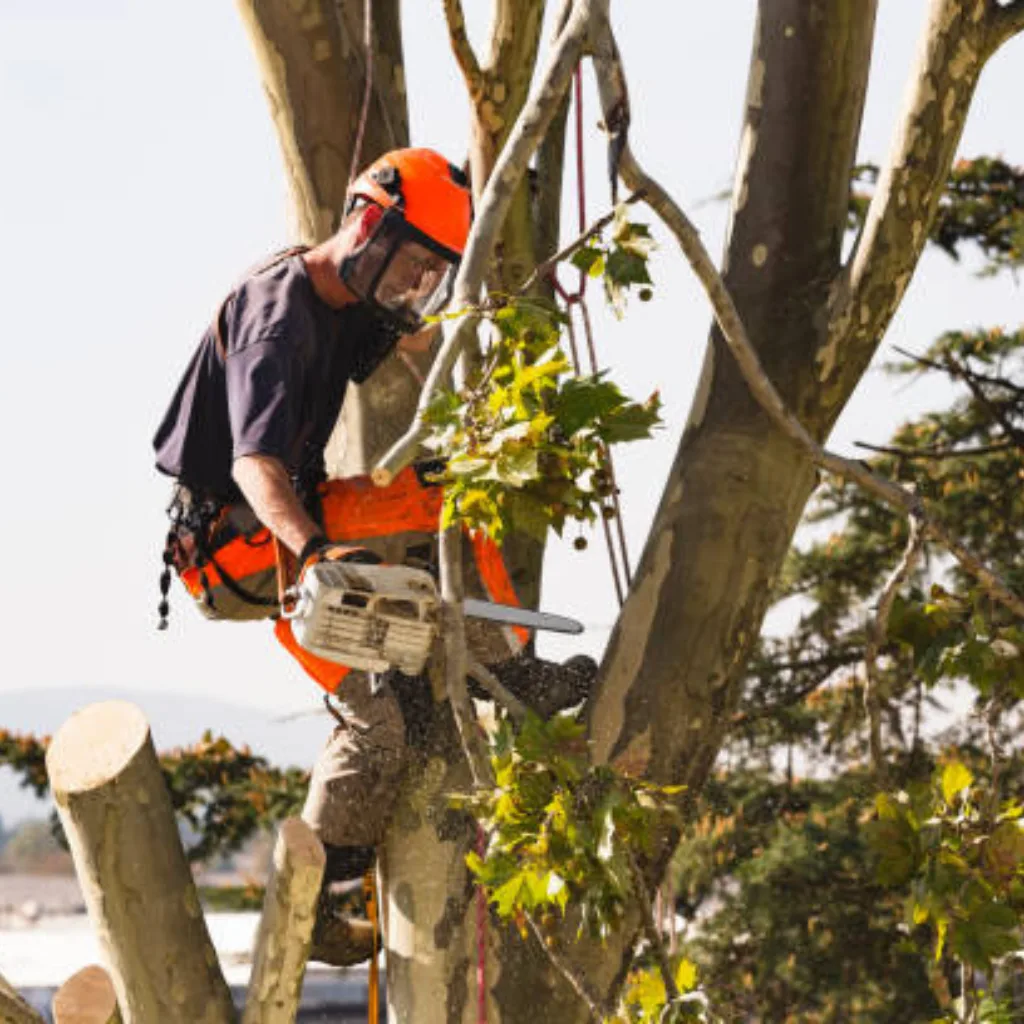 Affordable Tree Service Charlotte gallery 4