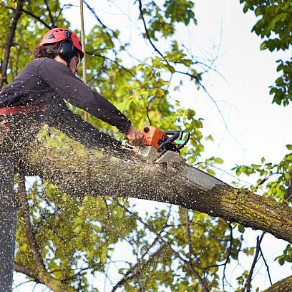 Affordable Tree Service Charlotte gallery 6