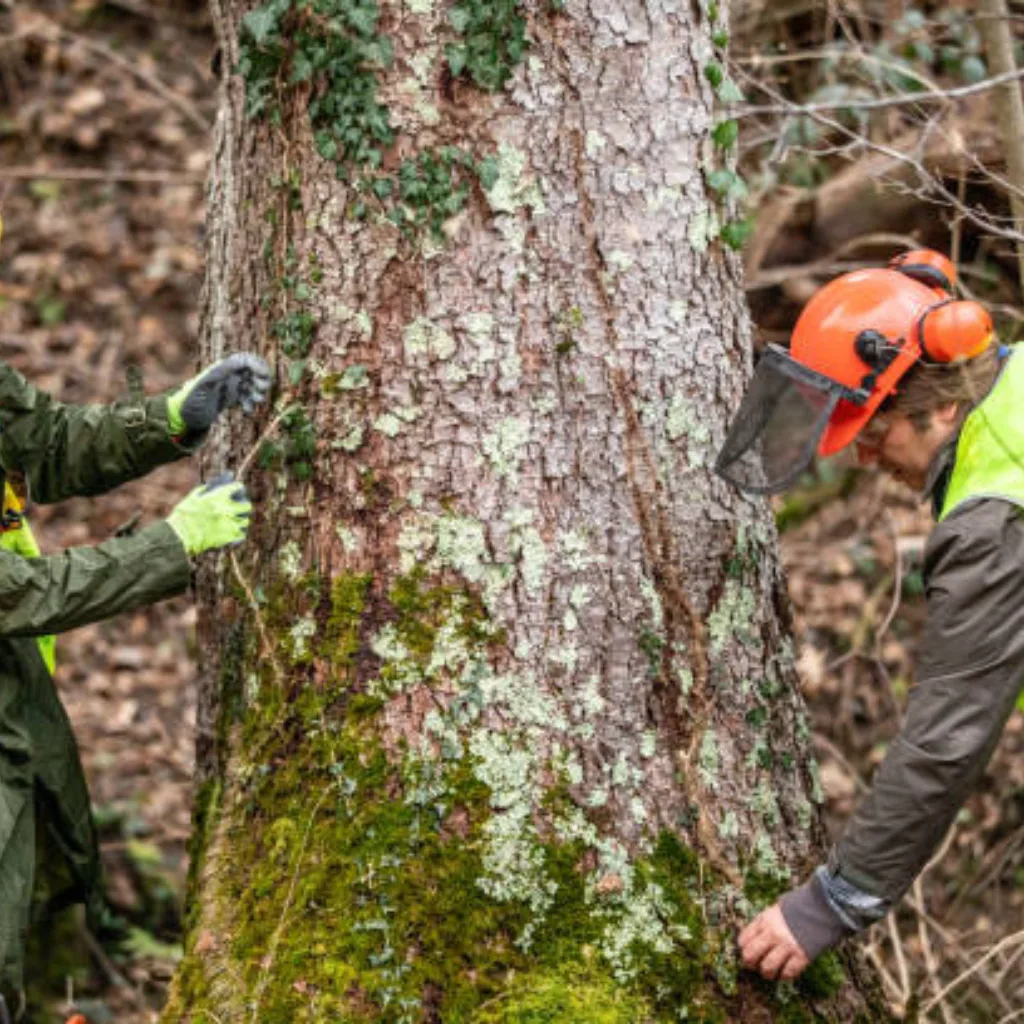 Affordable Tree Service Charlotte gallery 9