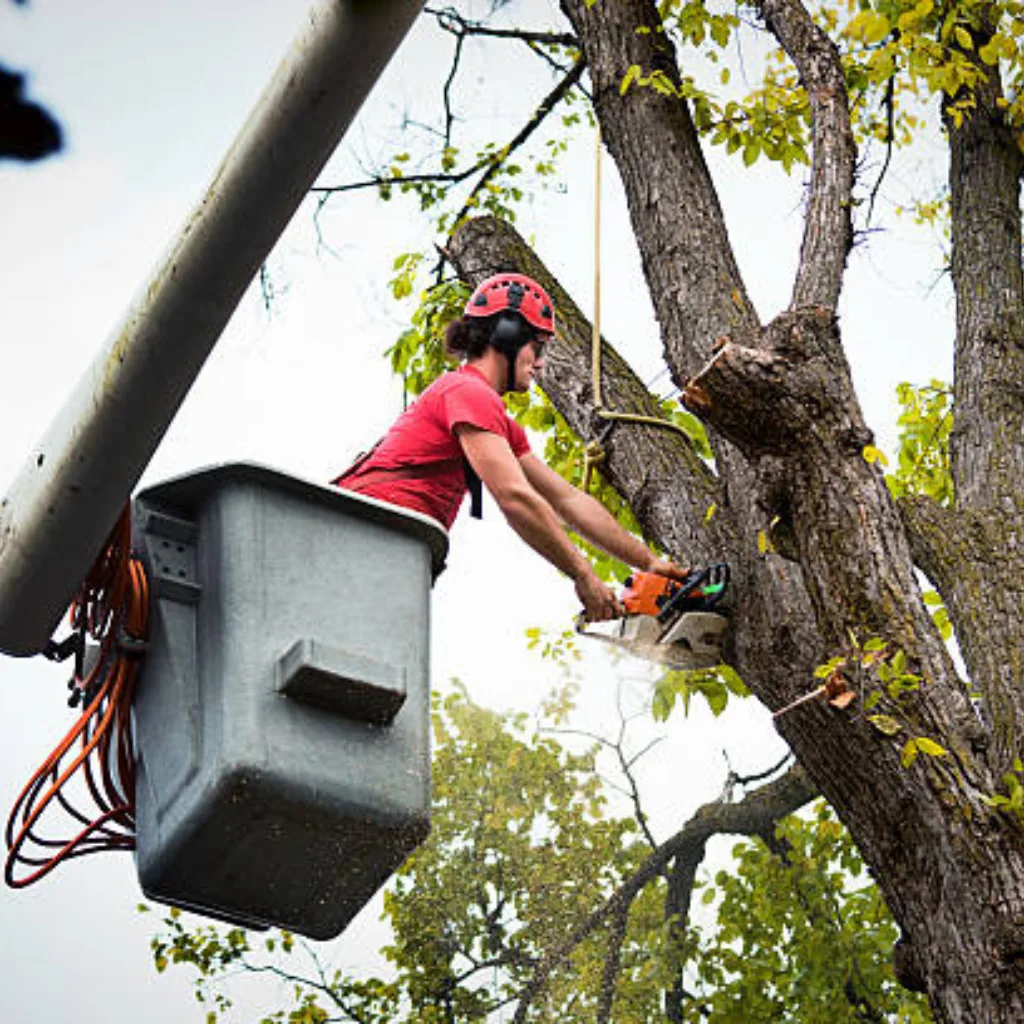Affordable Tree Service Charlotte gallery 10