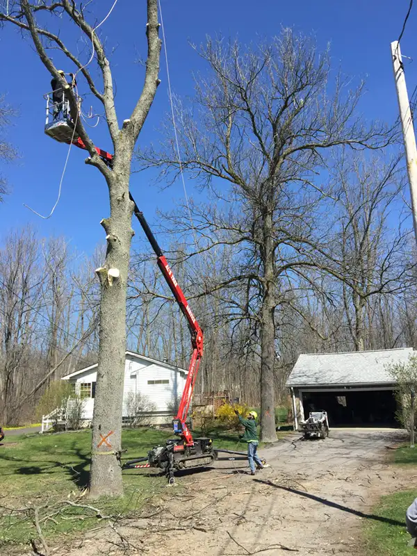 Al's Tree Service gallery 7