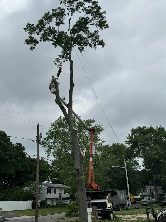 Alhei Tree Service Corp has local signals that shape the first call