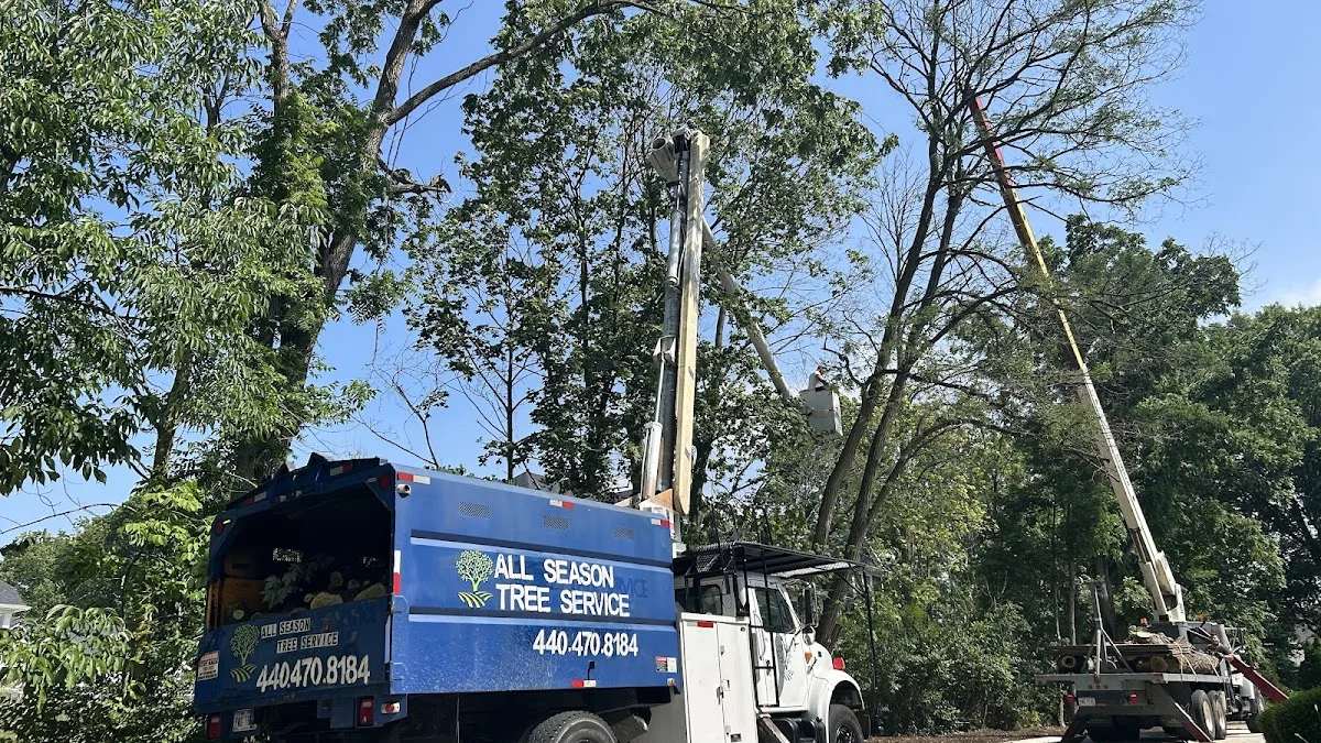 All season tree service
