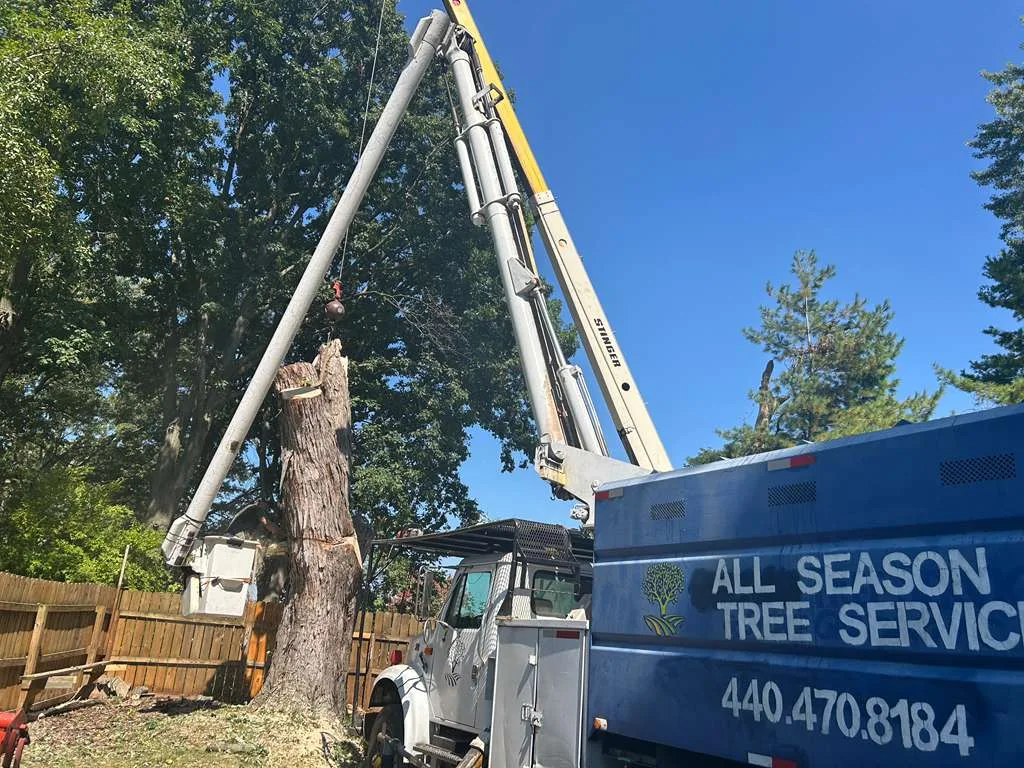 All season tree service gallery 2