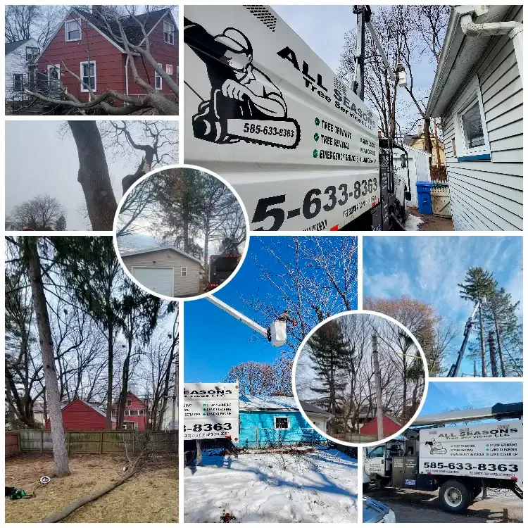 All Seasons Tree Services NY
