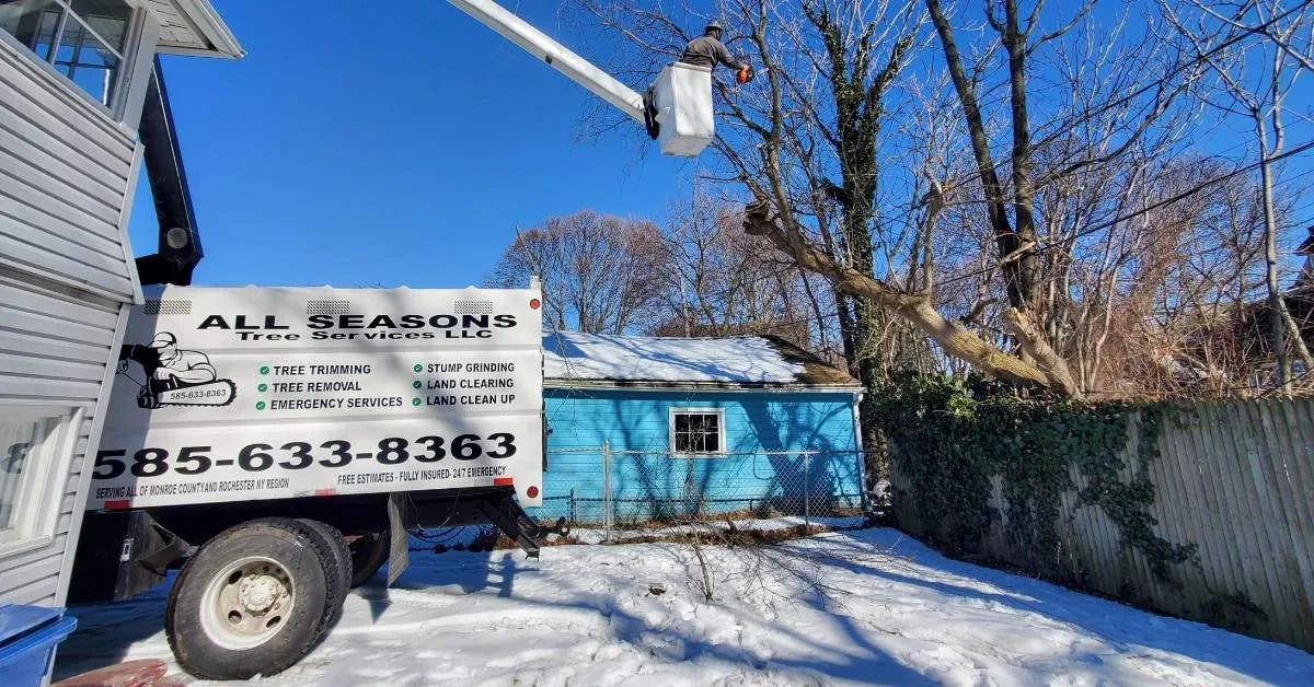 All Seasons Tree Services NY gallery 2