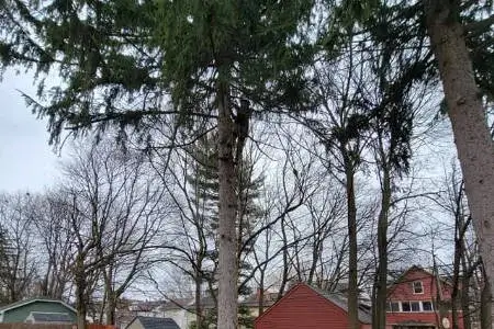 All Seasons Tree Services NY gallery 3