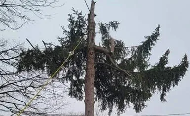 All Seasons Tree Services NY gallery 6