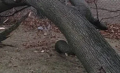 All Seasons Tree Services NY gallery 8