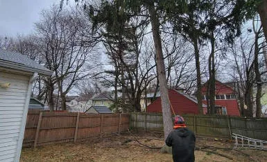 All Seasons Tree Services NY gallery 9