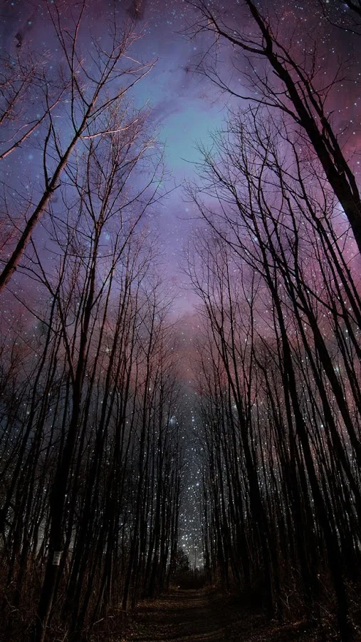 ALL STARS TREE SOLUTIONS has local signals that shape the first call