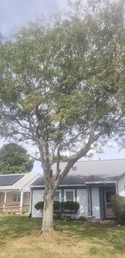 Alleys Tree Service