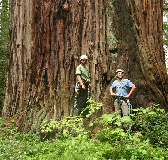 Allmark Tree & Crane Service gallery 4