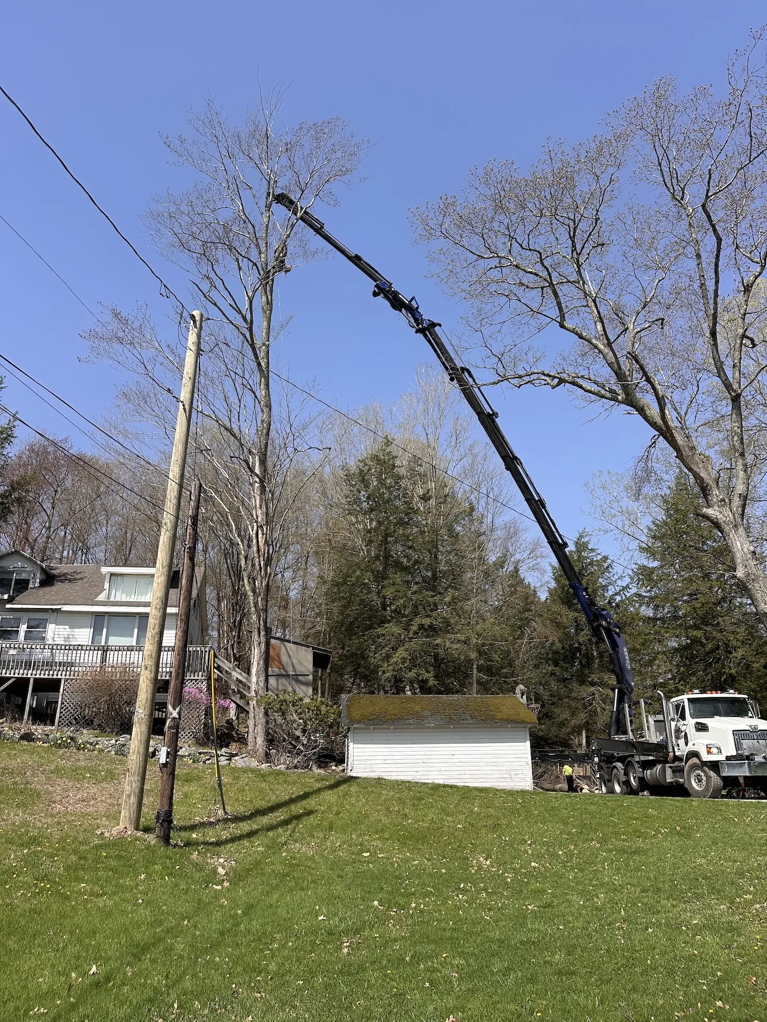Allmark Tree & Crane Service gallery 6
