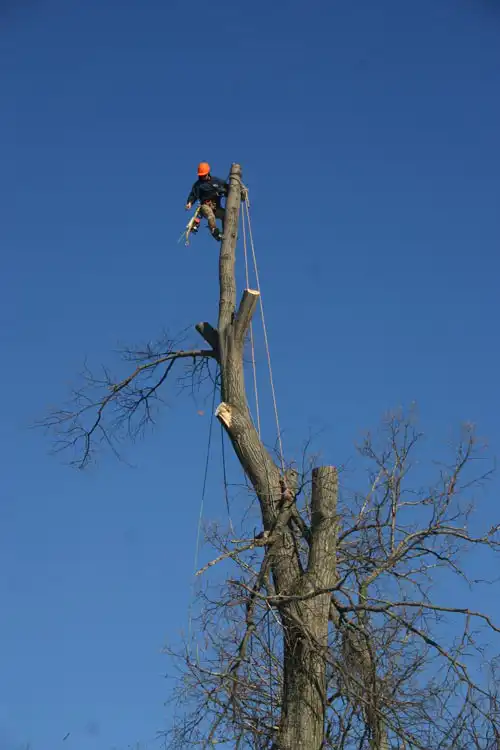 Allmark Tree & Crane Service gallery 7