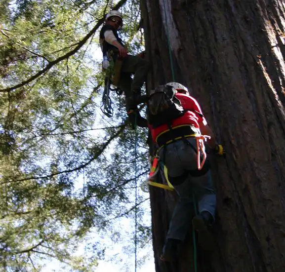 Allmark Tree & Crane Service gallery 8