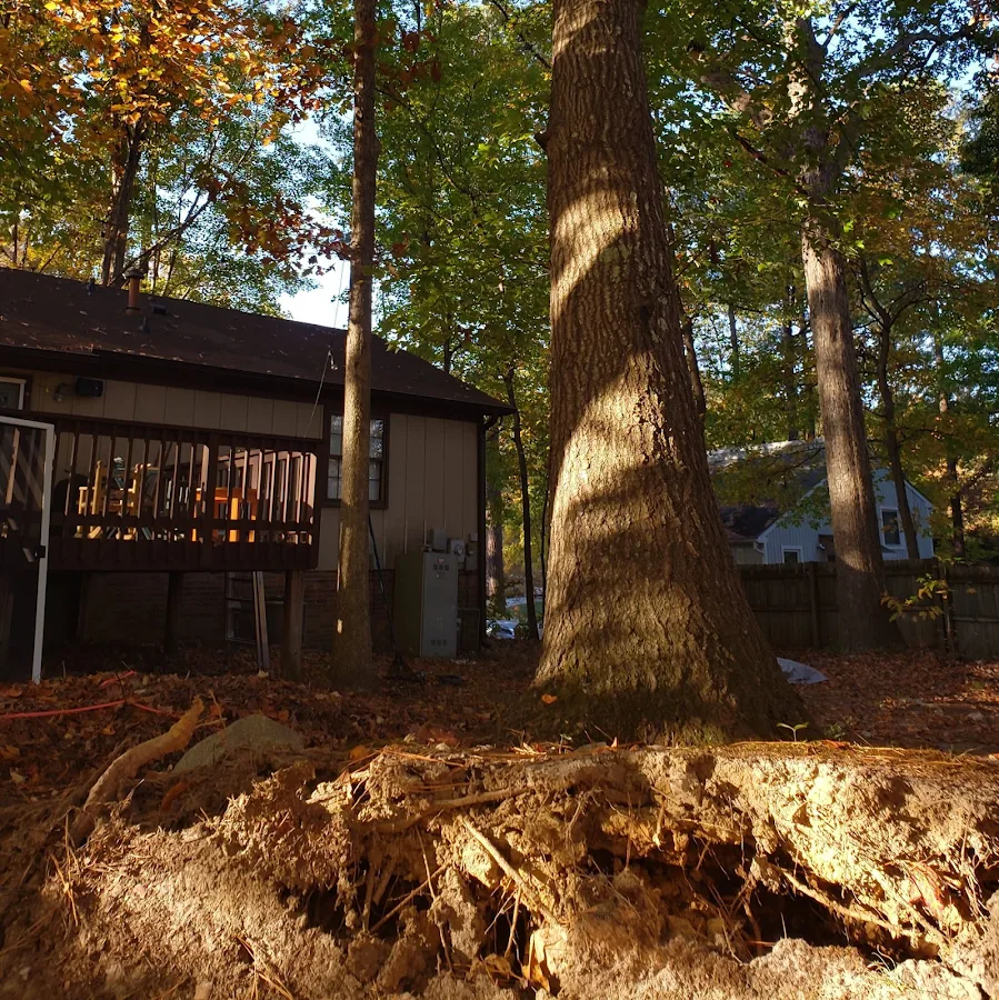 Amazon Tree Service