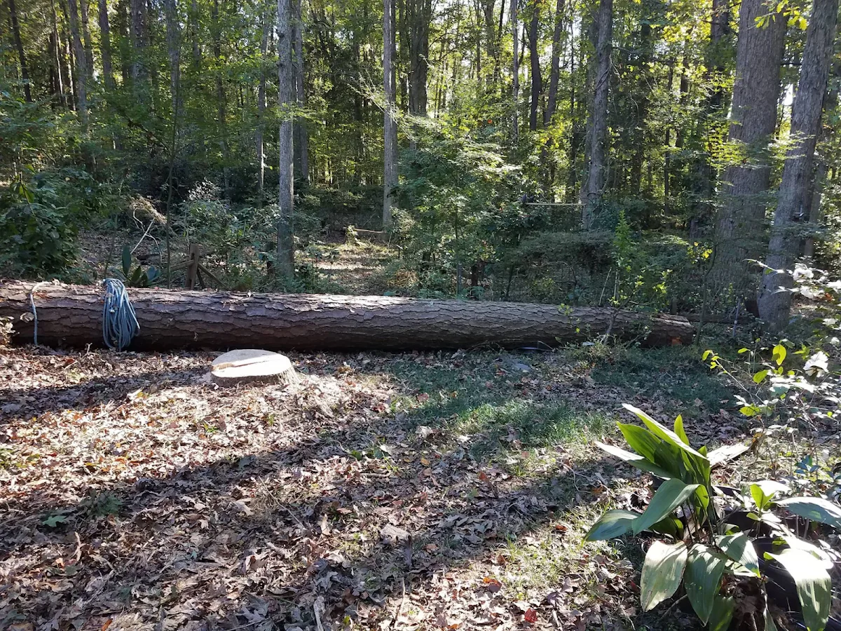 Amazon Tree Service gallery 2