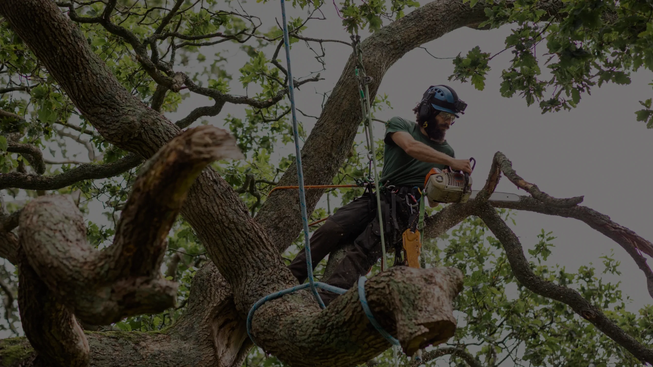Amazon Tree Service gallery 5