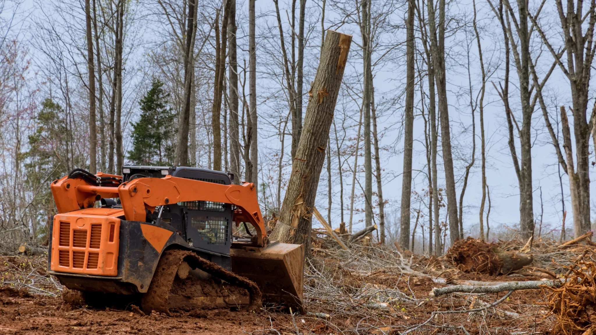Amazon Tree Service gallery 8