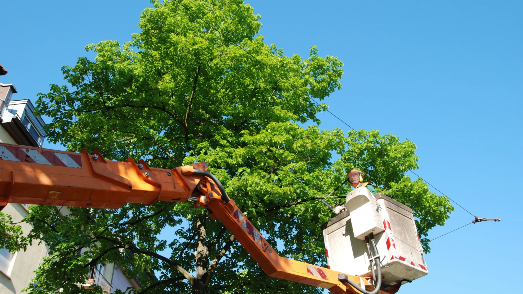 Amazon Tree Service gallery 9