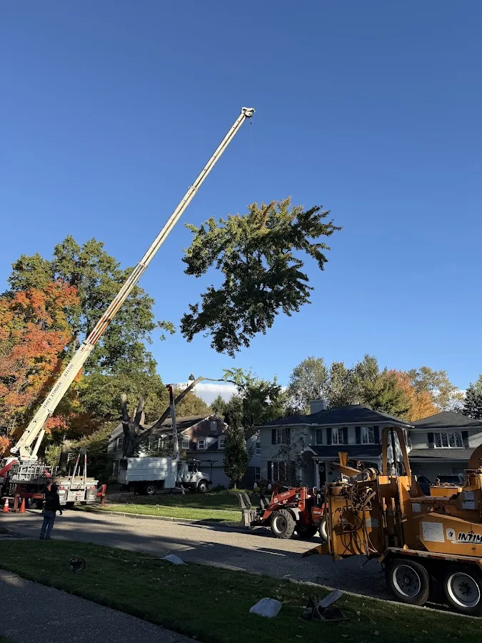 Amezola Tree Service