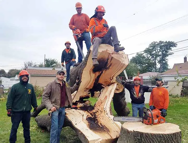 Amezola Tree Service gallery 2