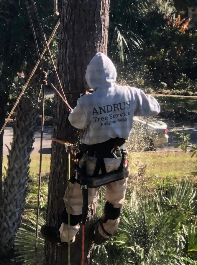 Andrus Tree Services