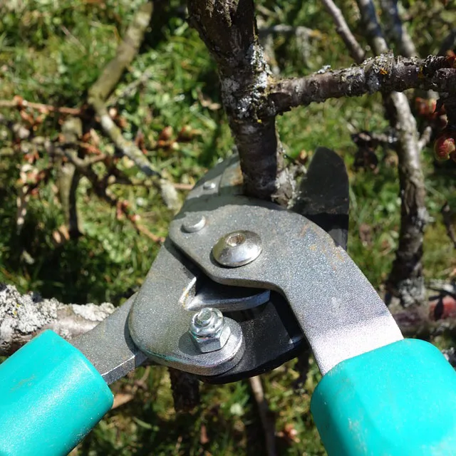 Arbor Care Tree Service gallery 5