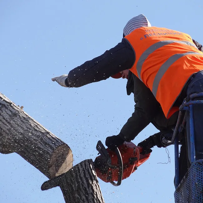 Arbor Care Tree Service gallery 6
