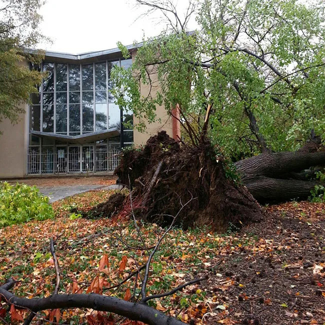 Arbor Care Tree Service gallery 8