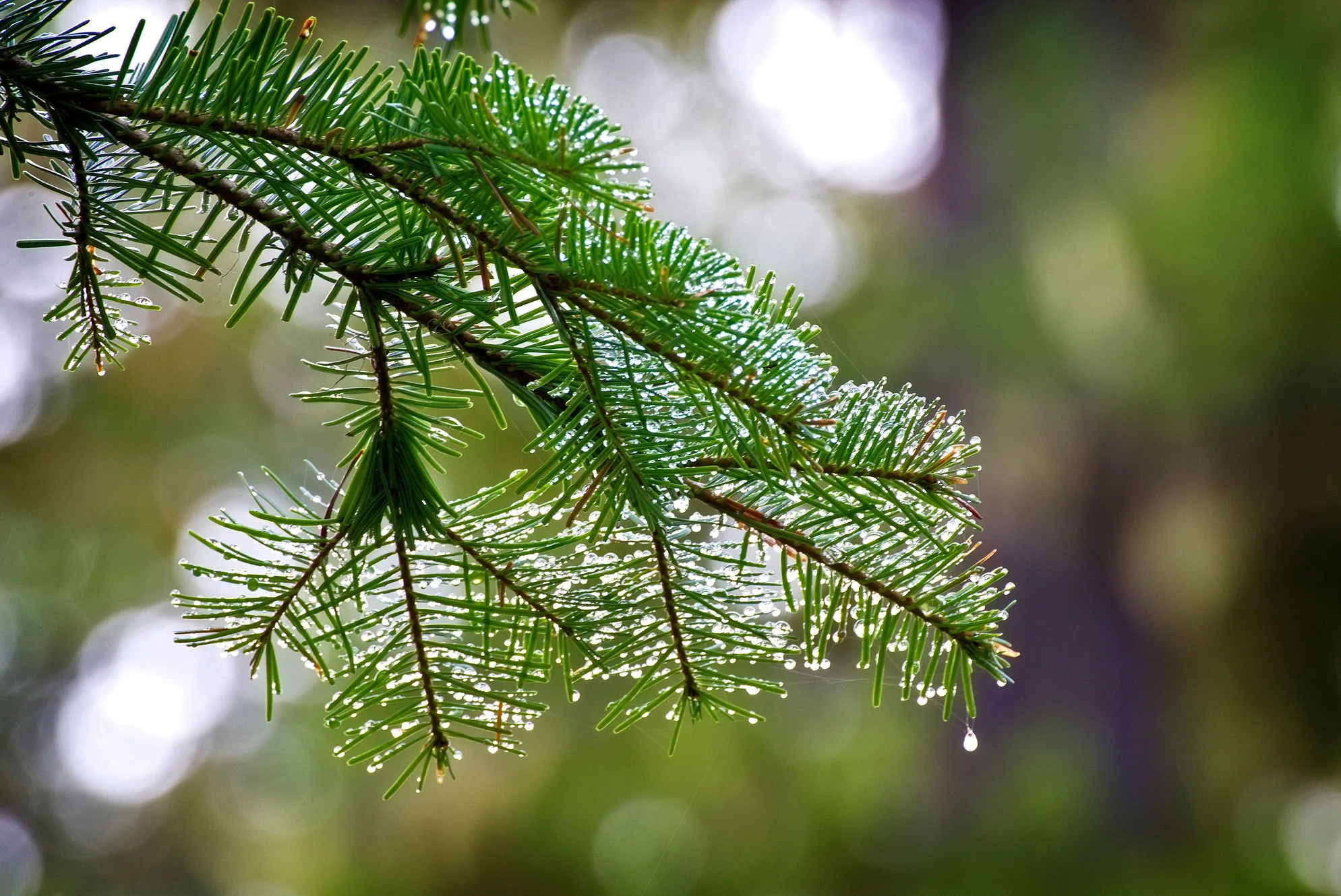 Arbor Master Tree Service Inc gallery 2