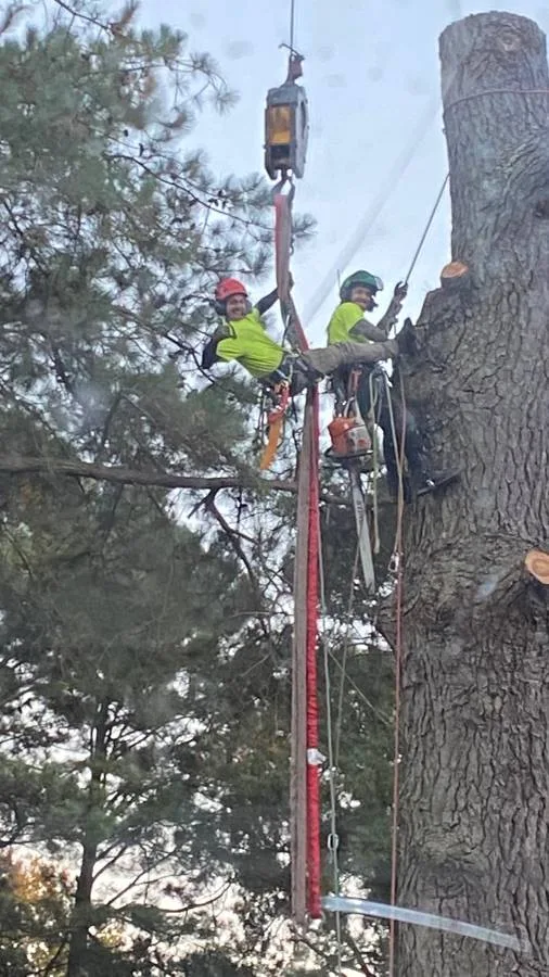 Arbor Tree Care Inc.