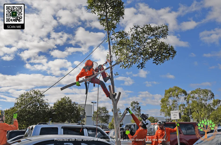 Arboreal Tree Trimming Irvine gallery 3