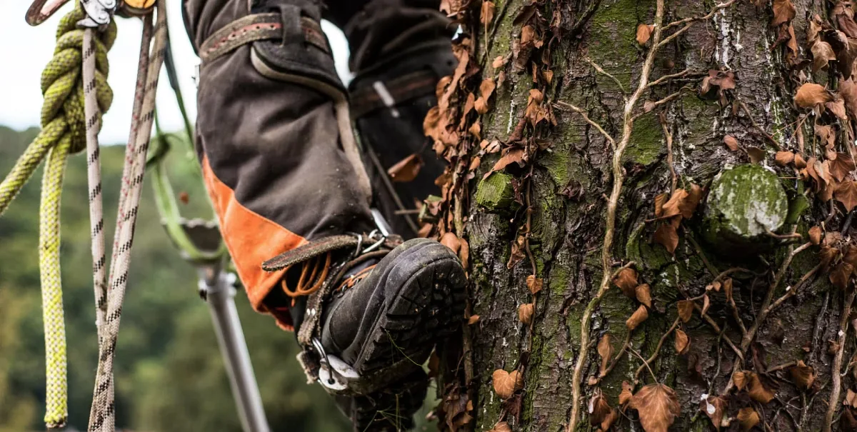 Arborist Professionals By Midwestern Tree Experts gallery 2