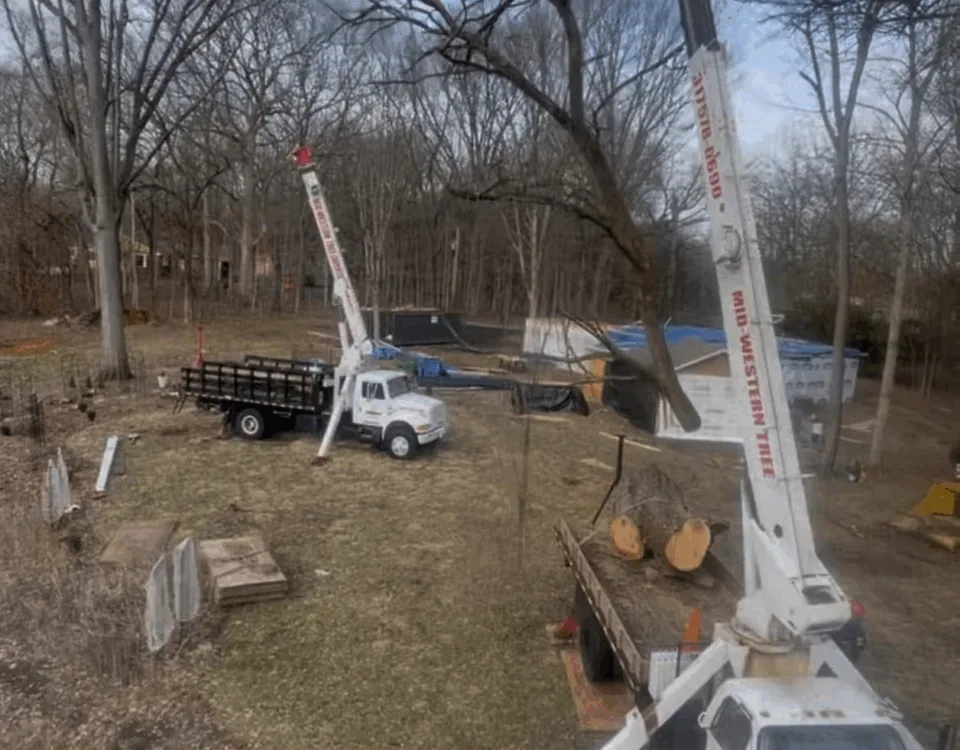Arborist Professionals By Midwestern Tree Experts gallery 4