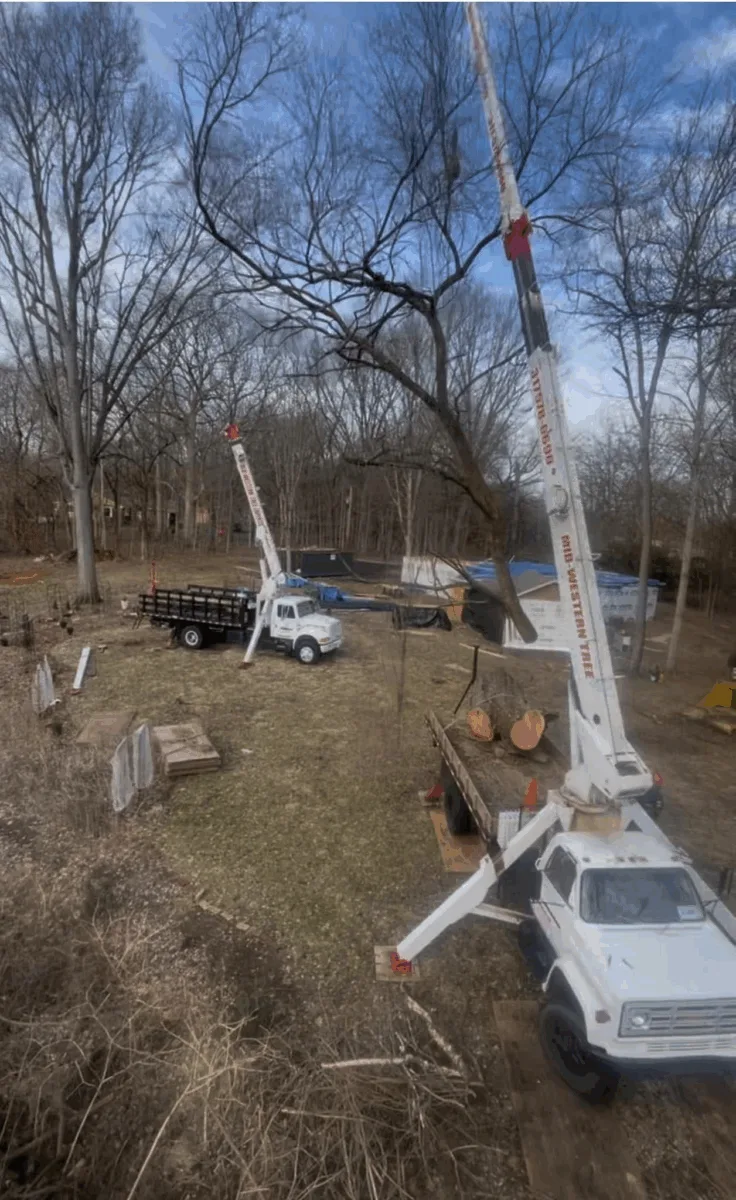 Arborist Professionals By Midwestern Tree Experts gallery 7