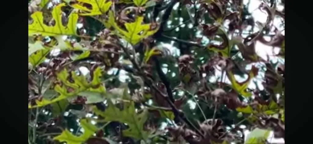 Arborist USA gallery 2